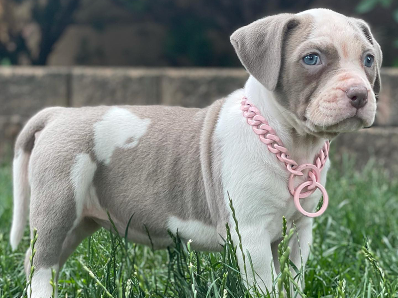 XL Bully Puppies For Sale