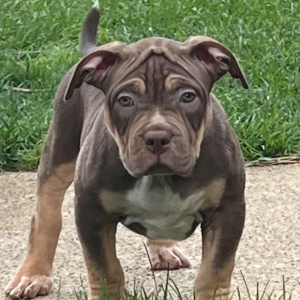 bossy kennels bloodline xl bully puppies